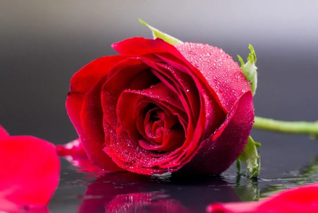 女神节 | 致敬“她”实力，，，，，，共筑优美未来